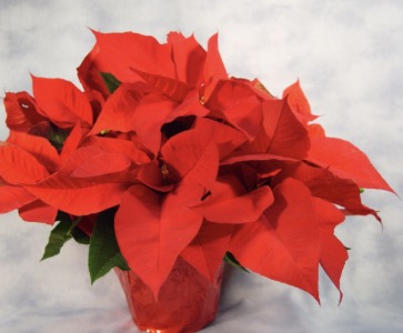 Poinsettia Fundraiser